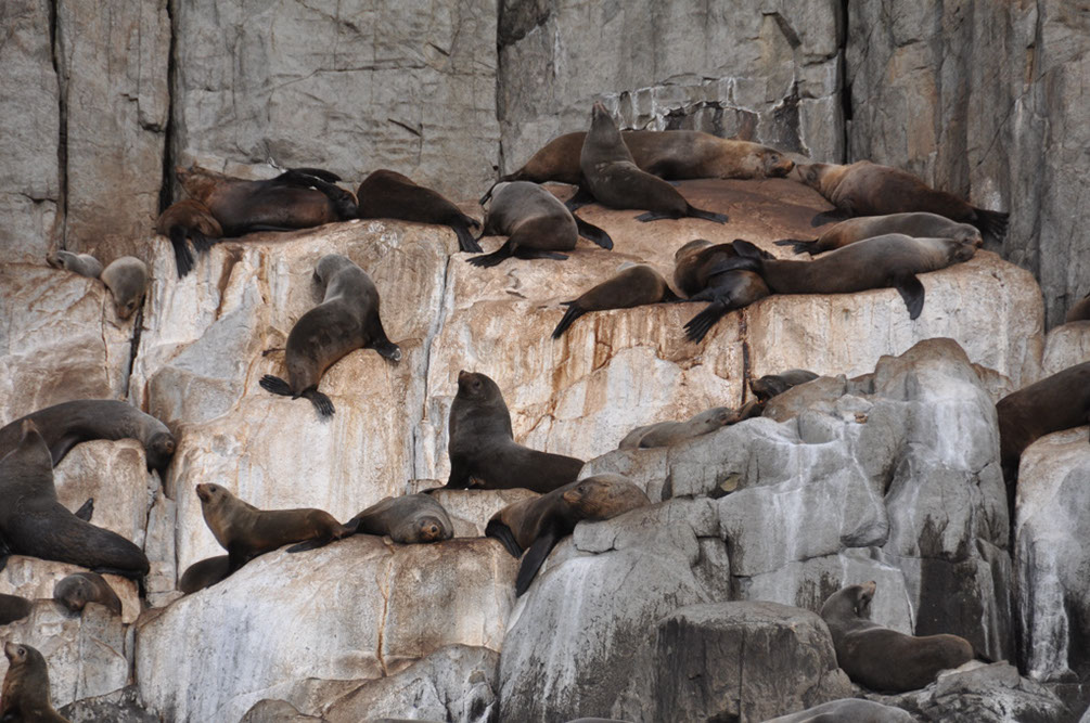 Seals resting as They do