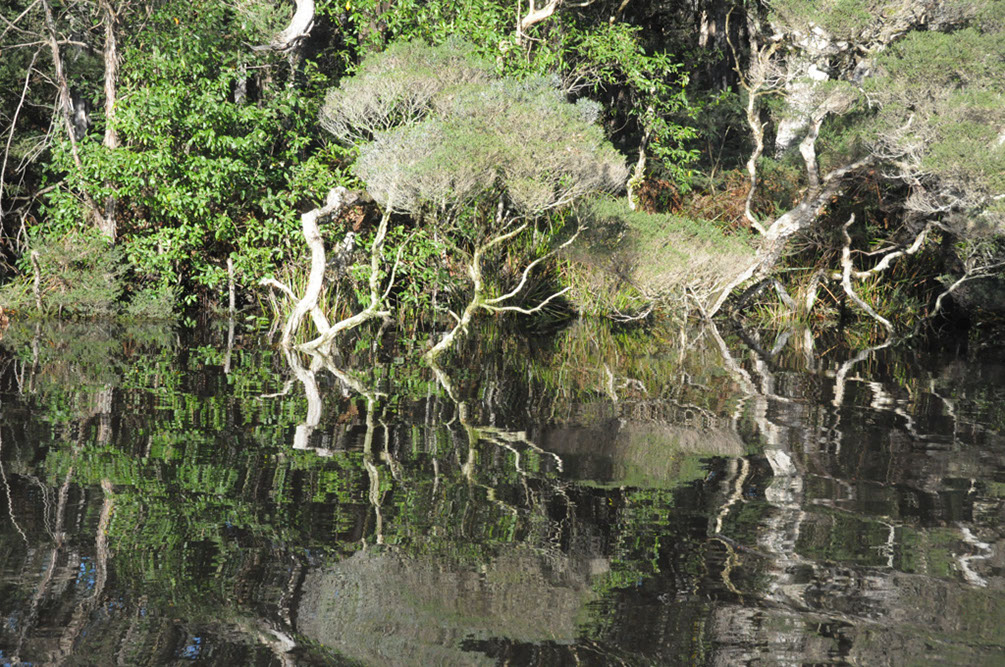 More Reflections on The Arthur River
