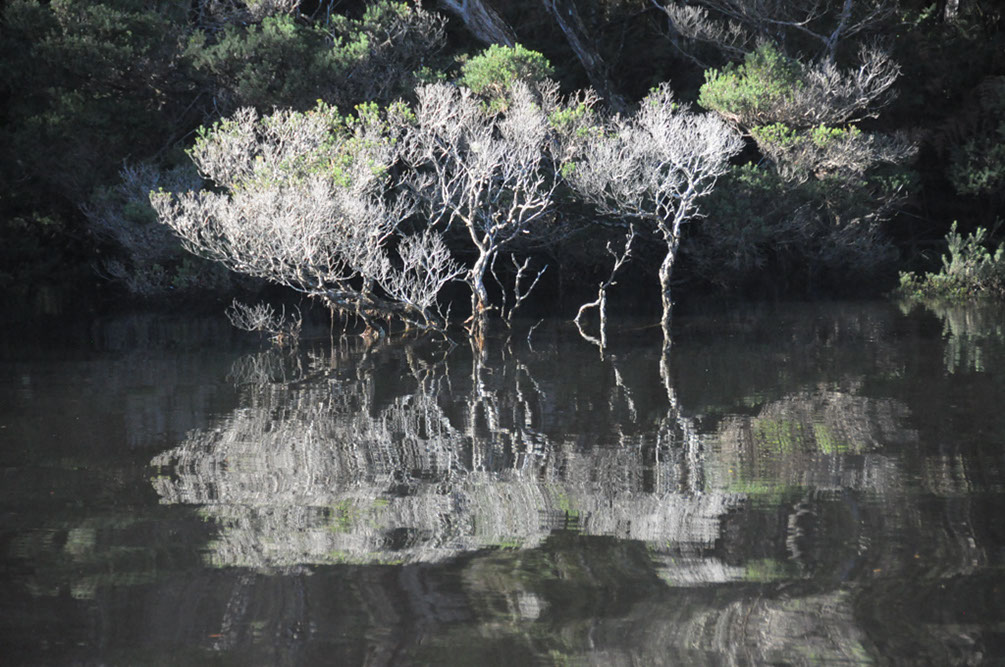 Trees in The Arthur River