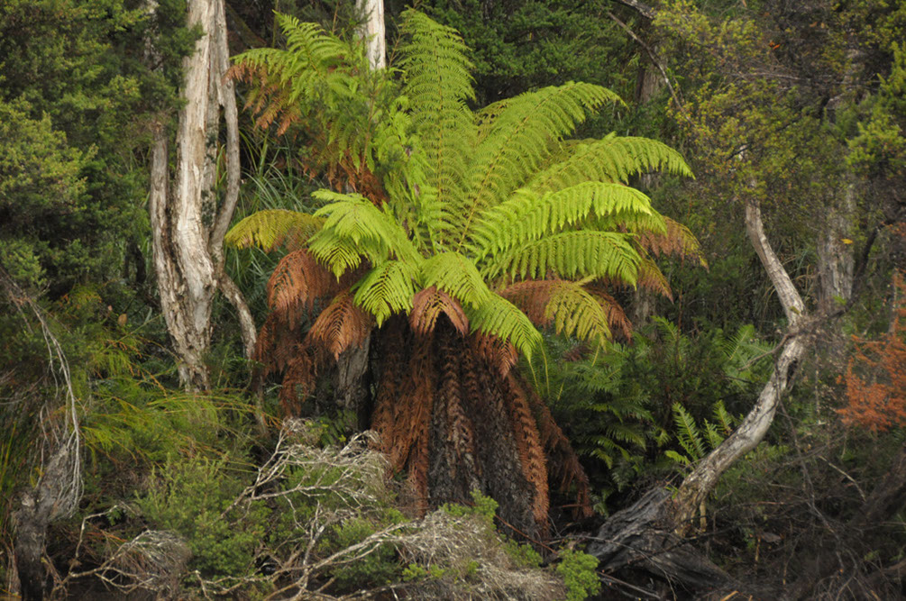 Arthur River Ferns